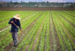farmers and producers