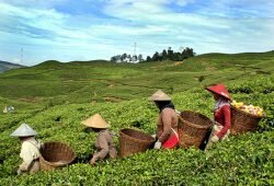 Biotechnology vital for PHL food security