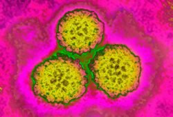 Cancer Study in the United States