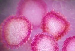 All about the new coronavirus
