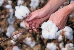 Australian GM cotton