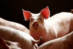 Disease that led to the death of millions of swines in China poses a global threat