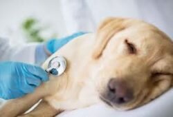 Do pet diseases also travel with pets