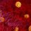 New coronavirus