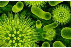 diseases