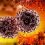 Cancer Tubulin Inhibitors Market By Top Keyplayers Abraxis Biosciences, Agensys, Amgen, Celgene, Eagle Pharmaceuticals, Endocyte, Genentech, Immunogen