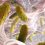 Klebsiella Pneumoniae Infection Drug Market With Impact Of Covid 19 By Top Key Players Acies Bio doo, Appili Therapeutics