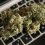 Online Marijuana Market (COVID – 19 Updated) Climbs on Positive Outlook of Excellent Growth by 2027- Eaze, greenRush, Meadow, LeafLink, Cannabase, Privateer Holdings