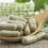 Wellness Supplements Market Trends, Drivers, Strategies, Segmentation Application with Top Key Players- Abbott Nutrition, The Balance Bar Company , Clif Bar & Company